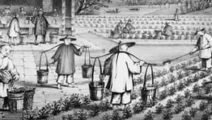 history of green tea